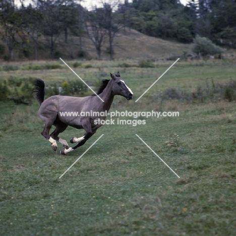 Blue Hornet, Canadian Cutting Horse galloping