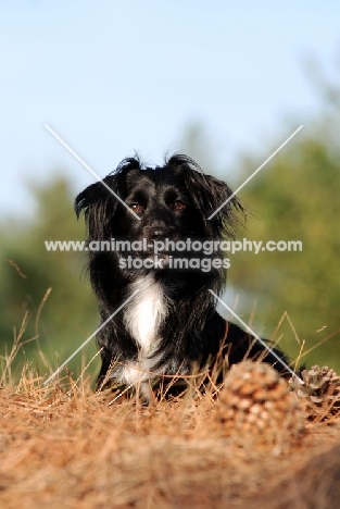 Markiesje (aka Dutch Tulip Hound)