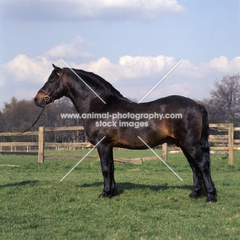 shilstone rocks okement, dartmoor stallion full body 