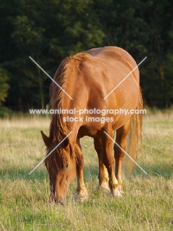 Suffolk Punch grazing in field