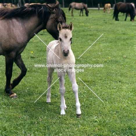 Dulmen foal walking with mare behind front view 