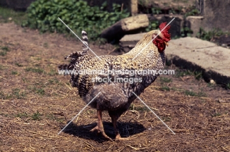 chicken scratching for food