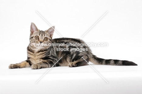 Brown Classic Tabby American Shorthair, lying down