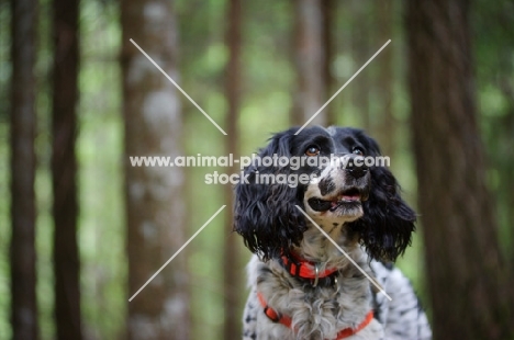 black and white english springer spaniel in a beautiful forest