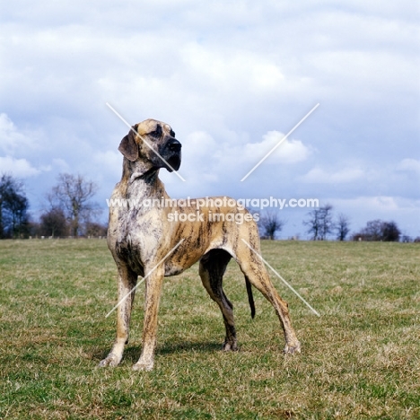 ch picanbil pericles, great dane standing in a field
