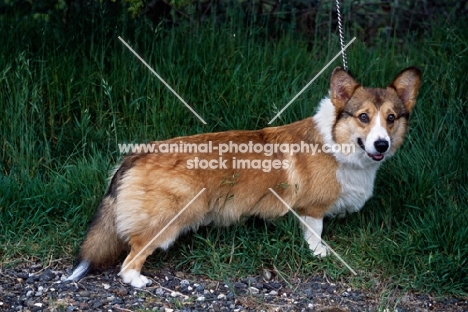 magnificent edwards boy,  undocked pembroke corgi with low tail carriage 