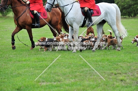 Beagles on a hunt