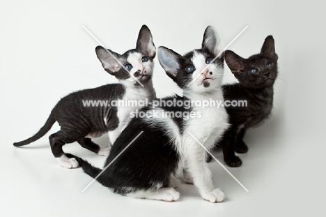 3 Peterbald kittens 6 weeks old sitting on white background