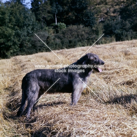 side view of 
irish wolfhound in field of straw
