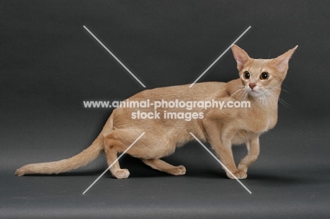 fawn Abyssinian on grey background, sitting down