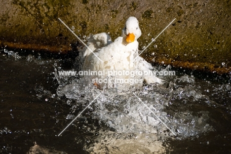 Call duck splashing into water