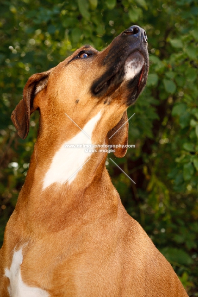 Rhodesian Ridgeback looking up