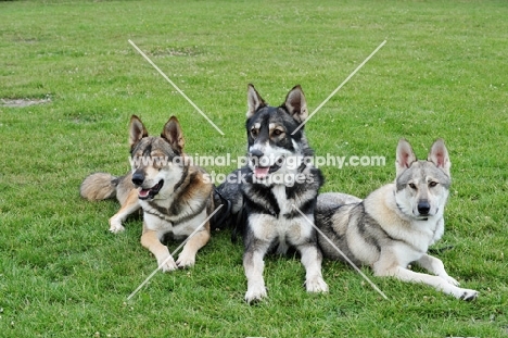 three Tamaskan dogs