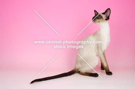 siamese seal point cat on pink background