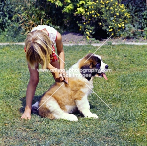 young girl grooming a st bernard puppy