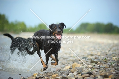 Happy Beauceron running in a river