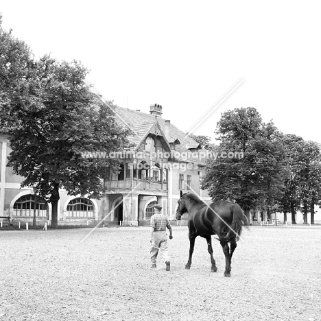 nonius horse walking to mezohegyes stud farm hungary