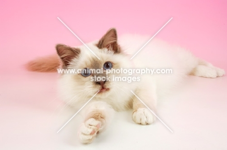 Lilac point Birman cat looking at camera