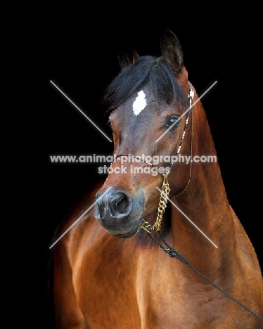 Arab (Egyptian) horse looking at camera