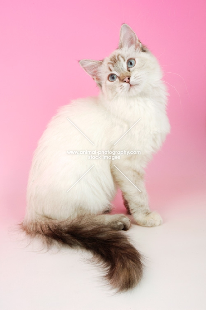 seal tortie tabby ragdoll cat, sitting down