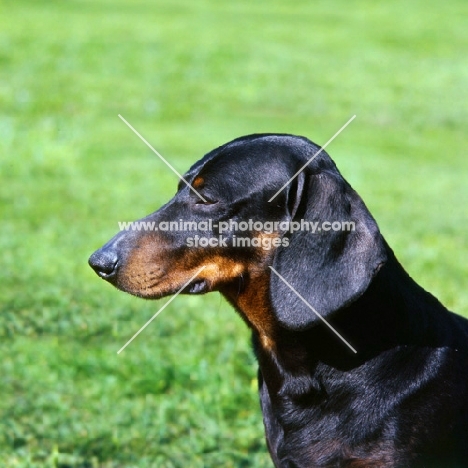 smooth haired dachshund  portrait