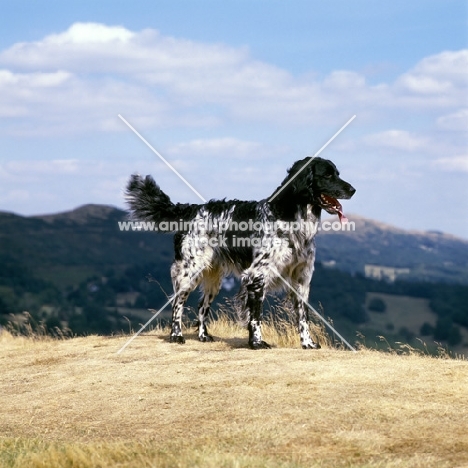 mitze of houndbrae, large munsterlander standing on dry landscape grass