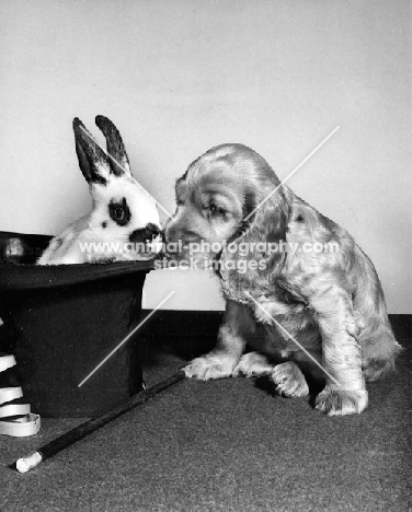 Cocker Spaniel puppy with rabbit