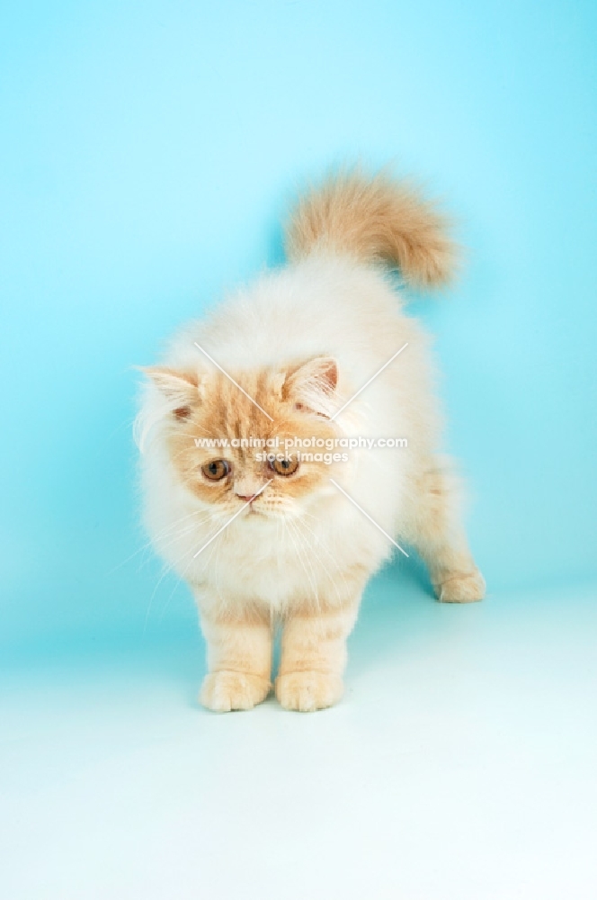 cream persian cat, looking down