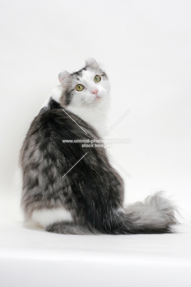 American Curl cat looking back, silver mackerel tabby & white colour