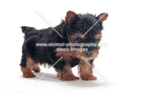 Yorkshire Terrier puppy standing on white background