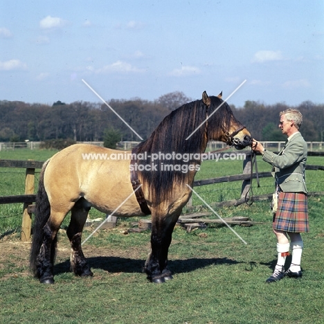 Swanniedene, Highland Pony stallion with owner in kilt at show