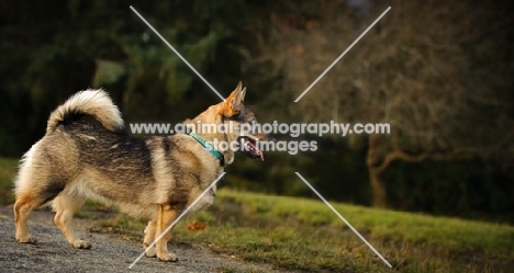 Swedish Vallhund side view