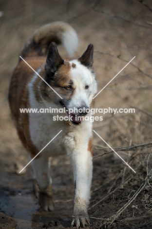 Karelian Bear Dog with muddy paws