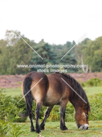 wild Exmoor pony grazing
