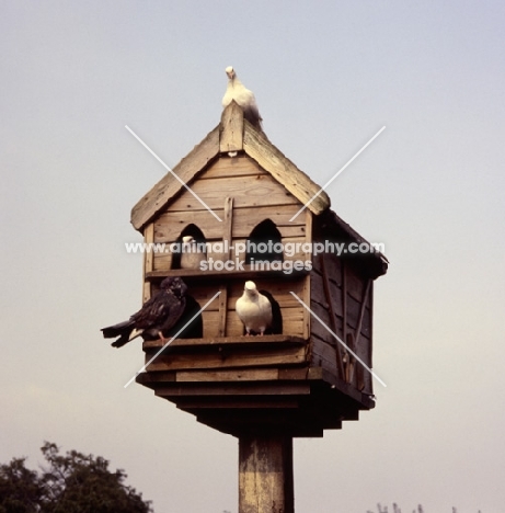 doves in birdhouse