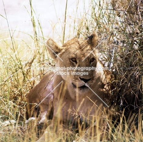 lioness lying in dry grass in amboseli national  park 