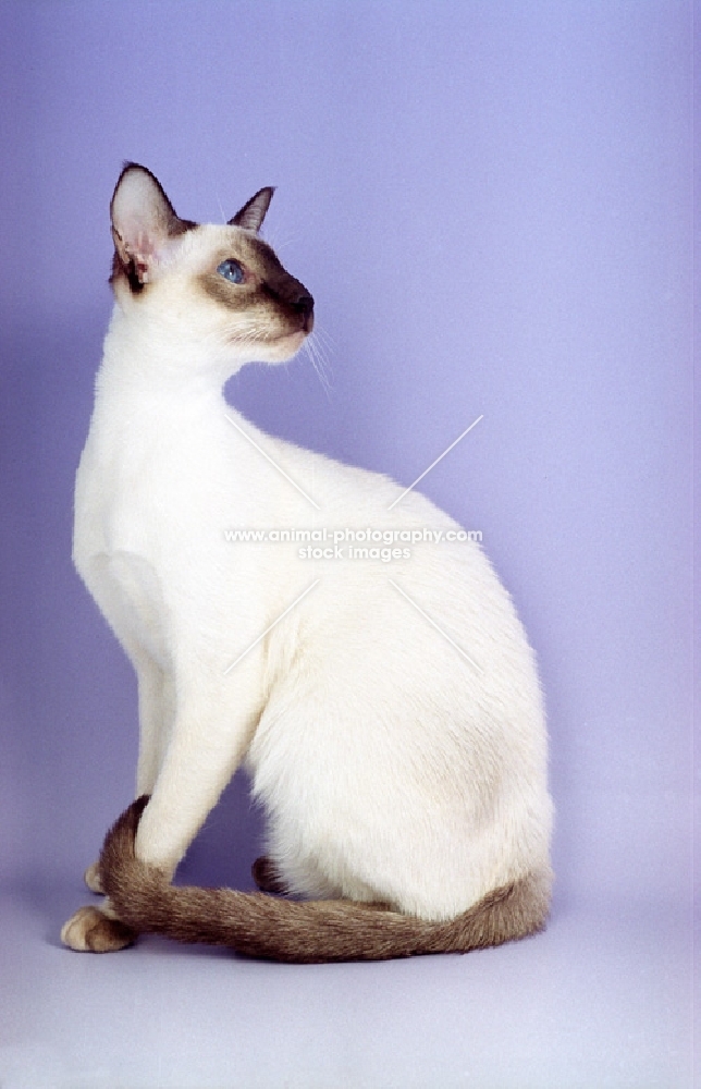 Siamese chocolate point sitting on purple background