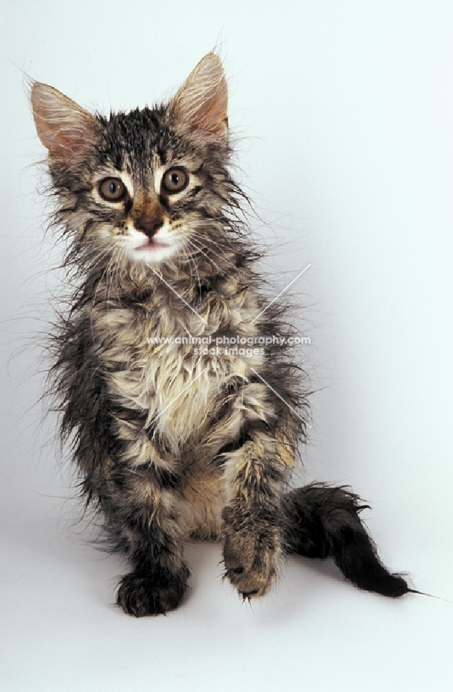 wet norwegian forest kitten