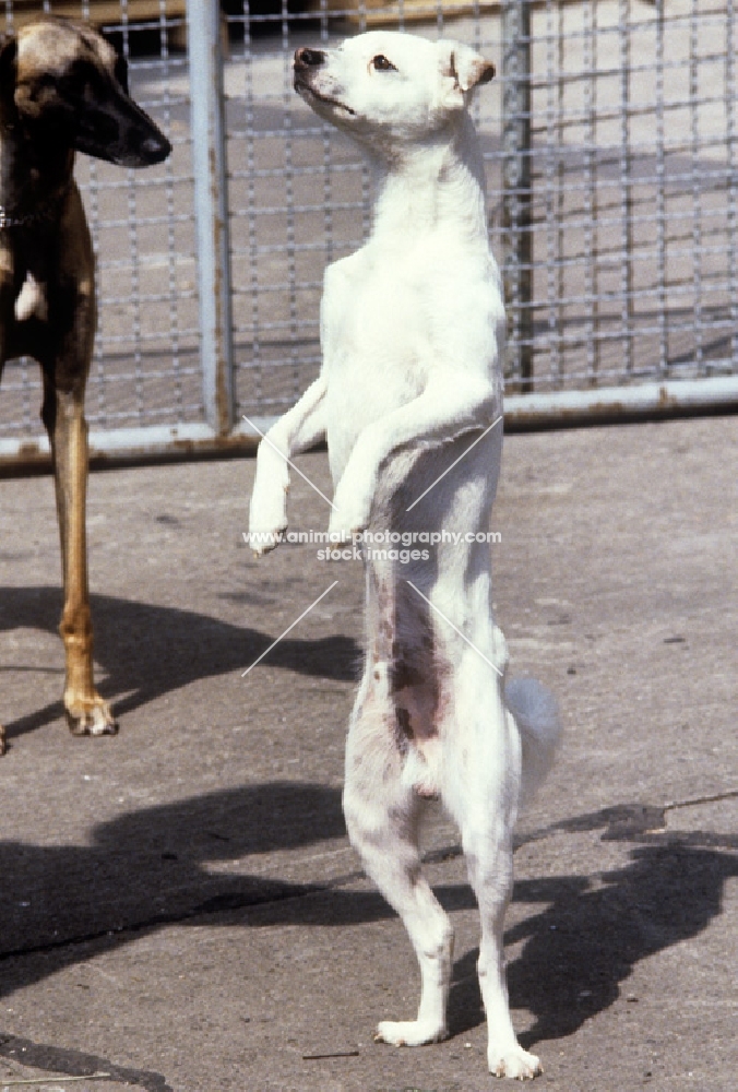 tarrantella bobby, inka orchid moonflower dog (powderpuff), standing on hind legs