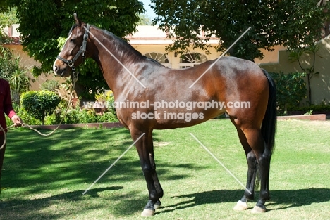 bay Marwari mare at Rohet Garh, India