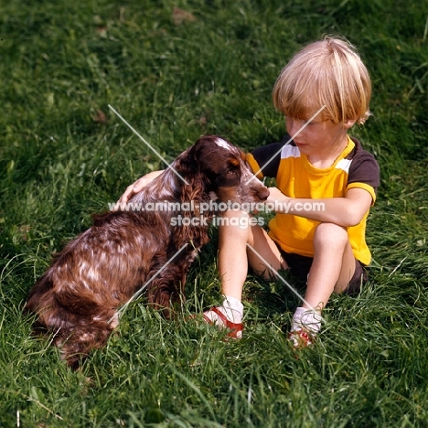 english cocker spaniel being stroked by little boy
