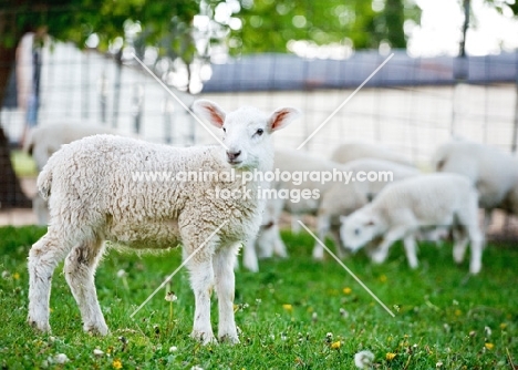 Cheviot lamb