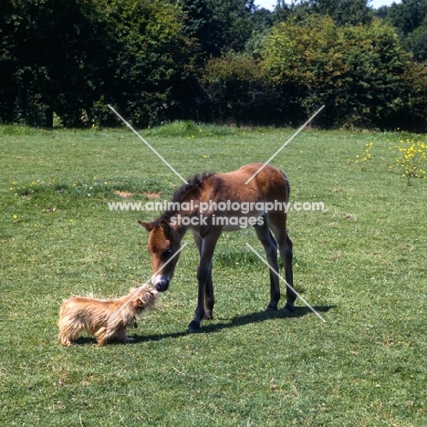 Exmoor foal meets norfolk terrier