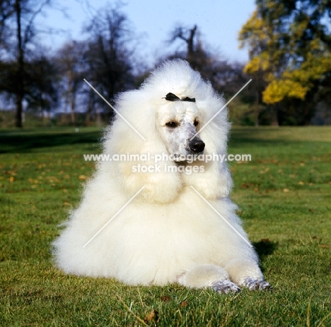 champion standard poodle with haughty expression