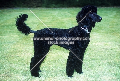 undocked standard poodle on grass
