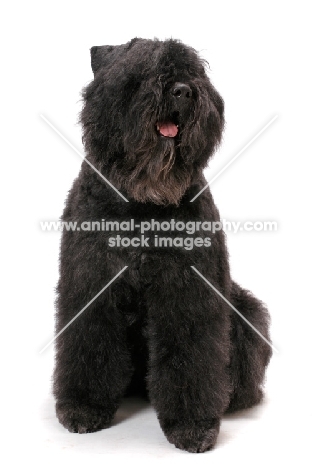 Australian Champion Bouvier des Flandres