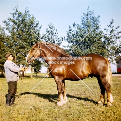 russian heavy draught standing with handler in russia, image faded