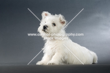 West Highland White puppy sitting on a grey background