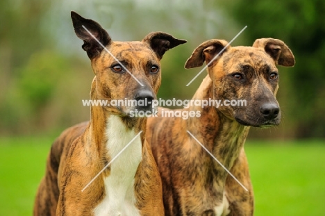 two Lurchers together