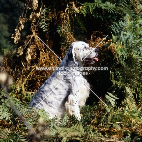 english setter sitting in woods